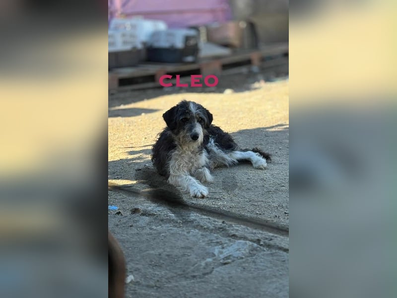 Cleo sucht Ihr Glück