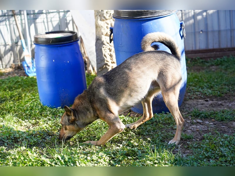 Pax sucht dringend eine Pflegestelle!