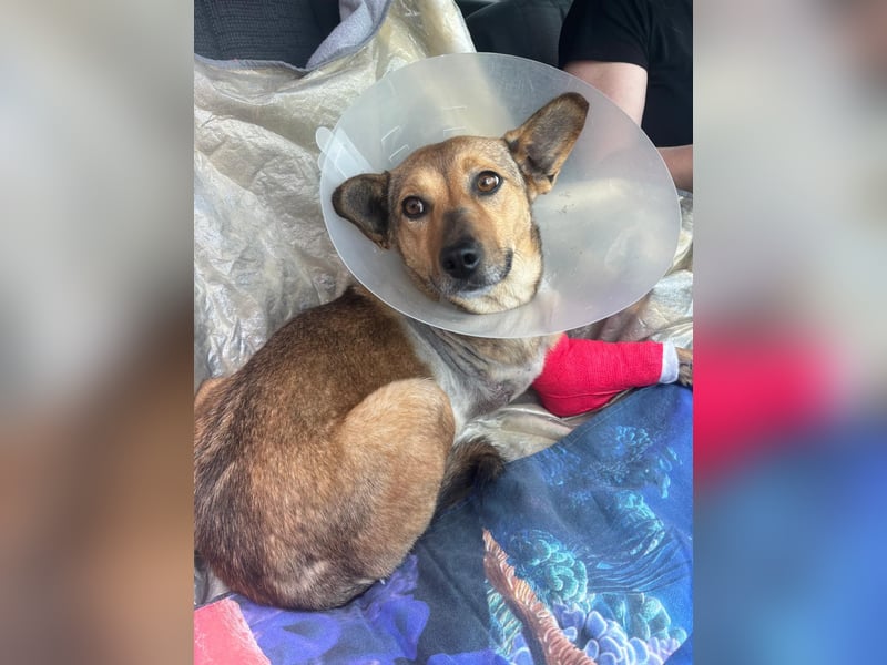 Pax sucht dringend eine Pflegestelle!