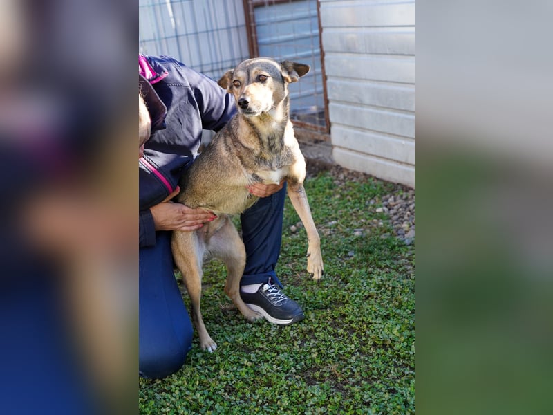 Pax sucht dringend eine Pflegestelle!