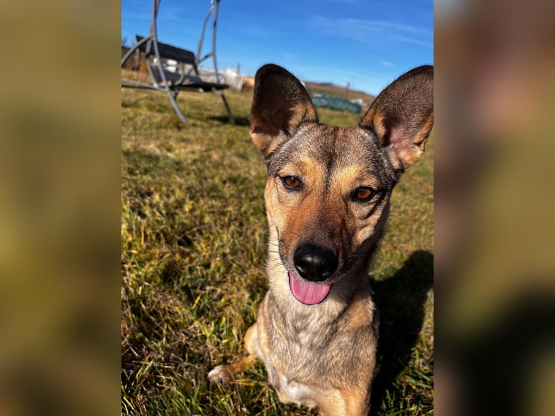 Pax sucht dringend eine Pflegestelle!