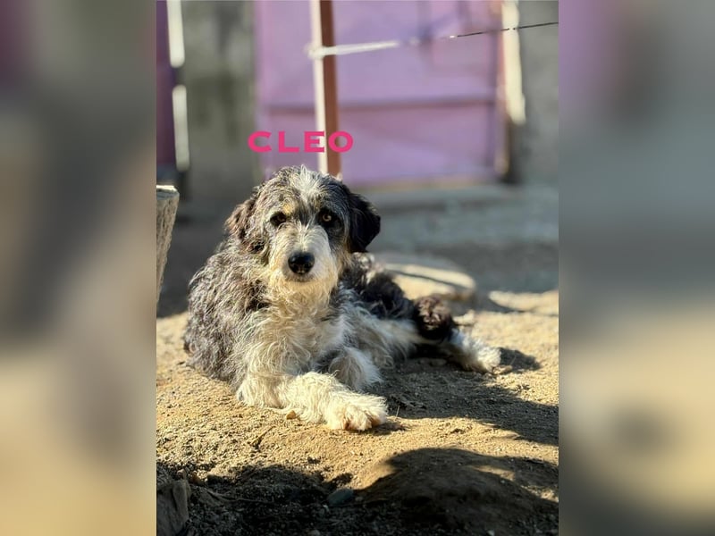 Cleo sucht Ihr Glück