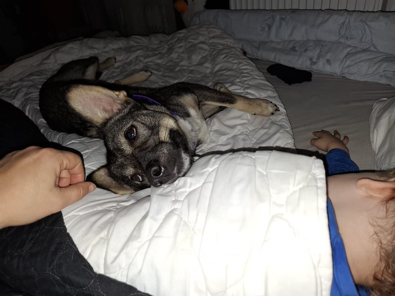 Süße Zaubermaus Tammi sucht liebevolles Zuhause