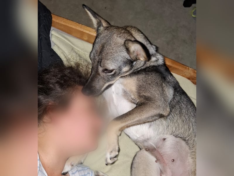 Süße Zaubermaus Tammi sucht liebevolles Zuhause