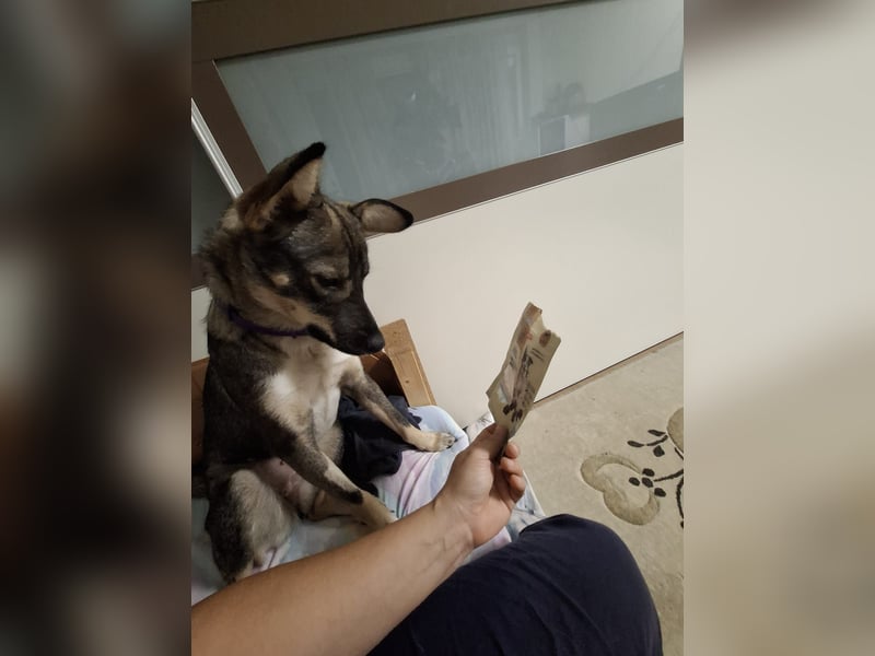 Süße Zaubermaus Tammi sucht liebevolles Zuhause