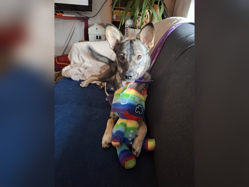 Süße Zaubermaus Tammi sucht liebevolles Zuhause