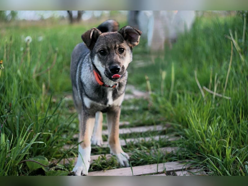 Verschmuste Vivien sucht ihre Menschen Verschmuste Vivien sucht ihre Menschen