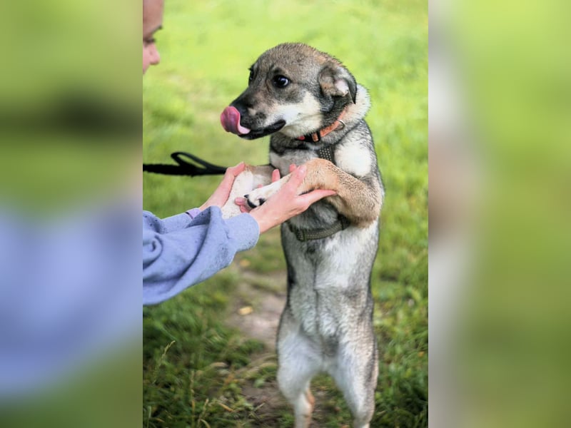 Verschmuste Vivien sucht ihre Menschen Verschmuste Vivien sucht ihre Menschen