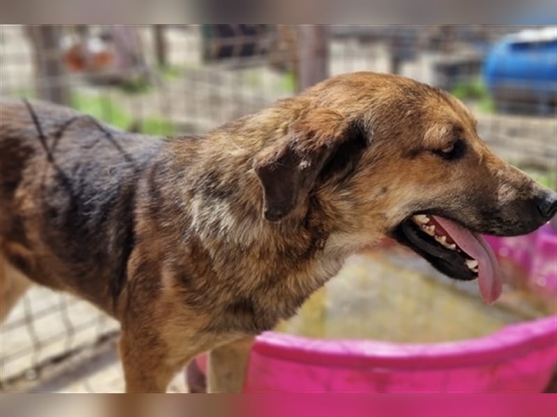 Mischling ❤️ Mischling ❤️