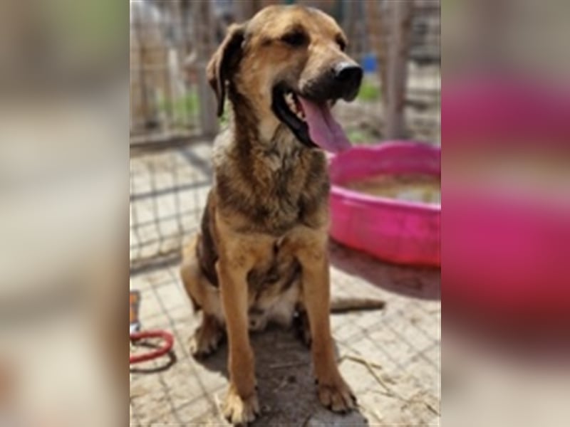 Mischling ❤️ Mischling ❤️