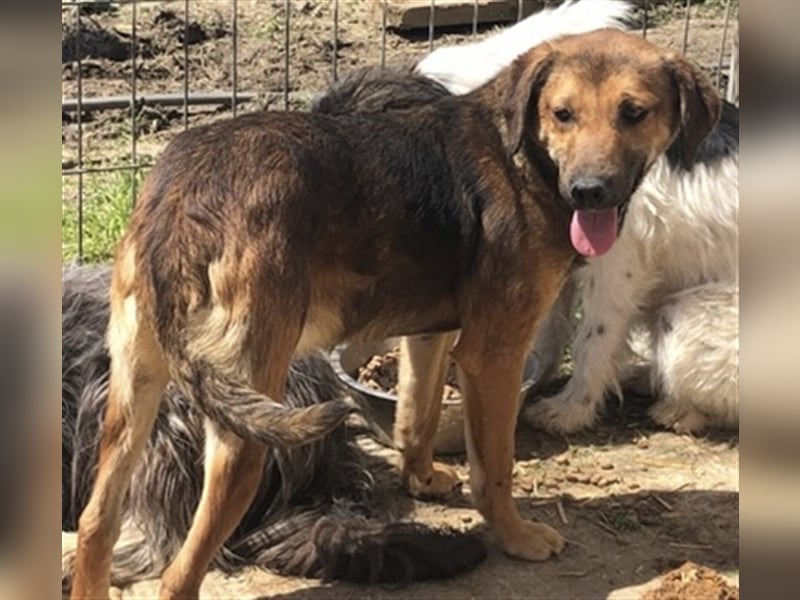 Mischling ❤️ Mischling ❤️