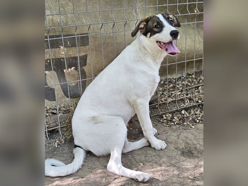Luna - sehr freundliche, verspielte Hündin sucht ein Zuhause Luna - sehr freundliche, verspielte Hündin sucht ein Zuhause