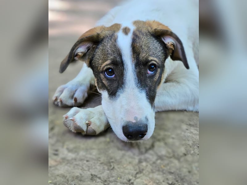 Luna - sehr freundliche, verspielte Hündin sucht ein Zuhause Luna - sehr freundliche, verspielte Hündin sucht ein Zuhause
