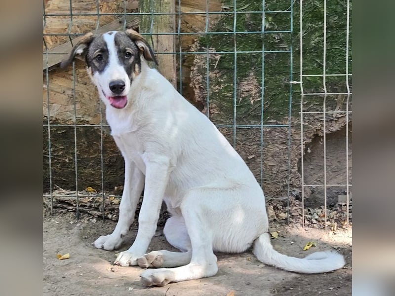 Luna - sehr freundliche, verspielte Hündin sucht ein Zuhause Luna - sehr freundliche, verspielte Hündin sucht ein Zuhause