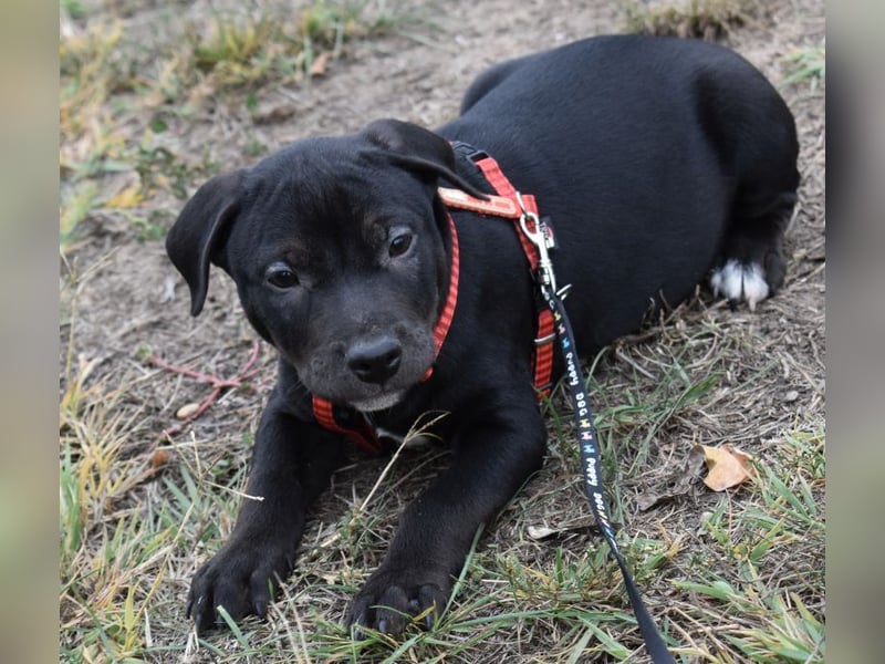 Henrik - munterer Hunde Bub