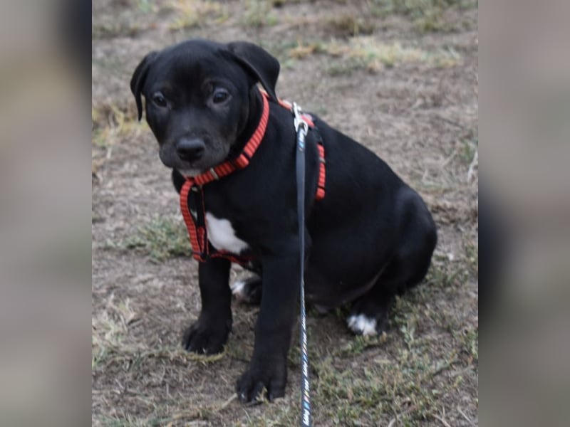 Henrik - munterer Hunde Bub