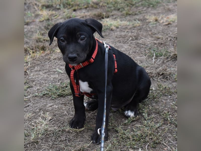 Henrik - munterer Hunde Bub