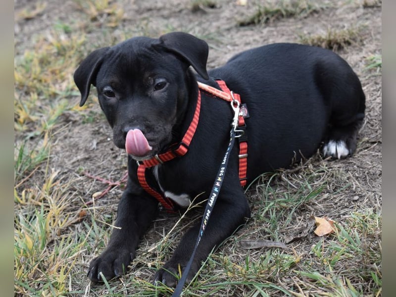 Henrik - munterer Hunde Bub