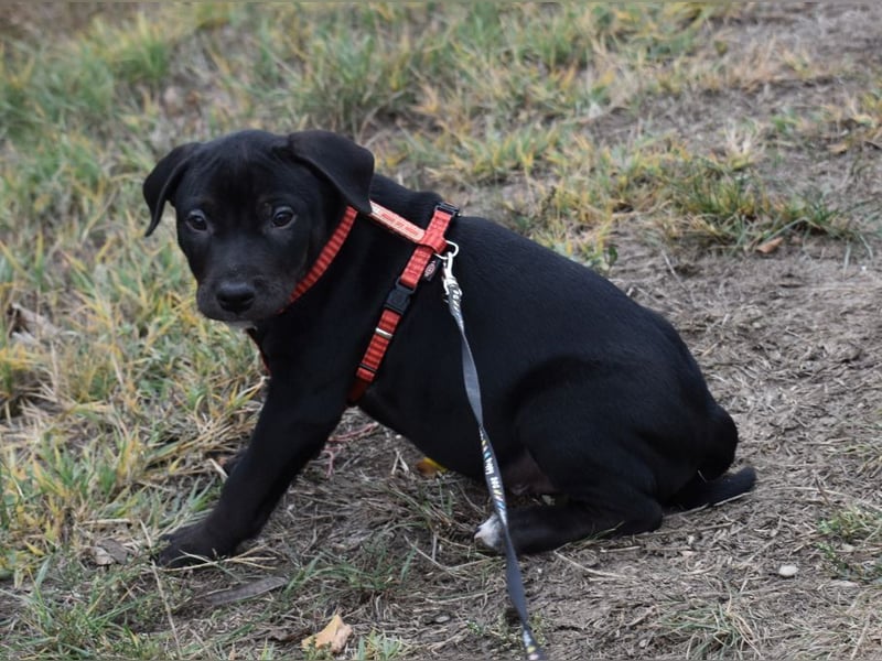 Henrik - munterer Hunde Bub