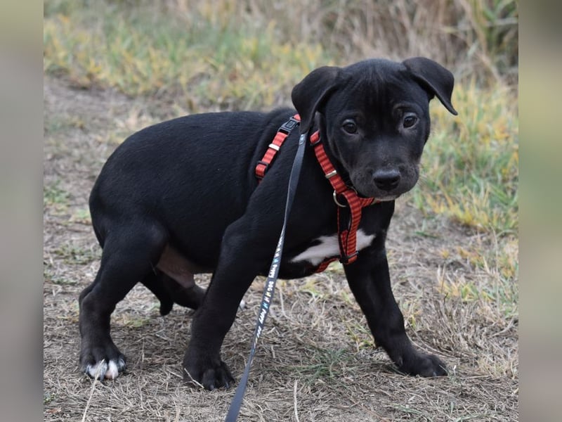 Henrik - munterer Hunde Bub