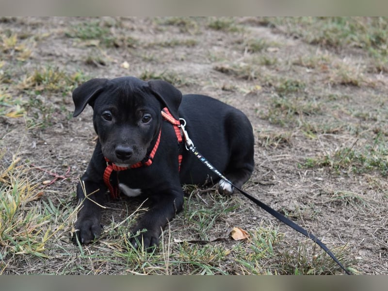 Henrik - munterer Hunde Bub