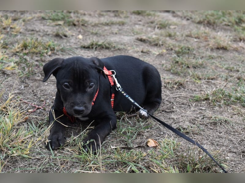 Henrik - munterer Hunde Bub