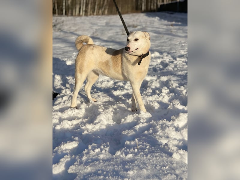 Mischling Jess aus Moskau: Hat Liebe und Energie zu verschenken