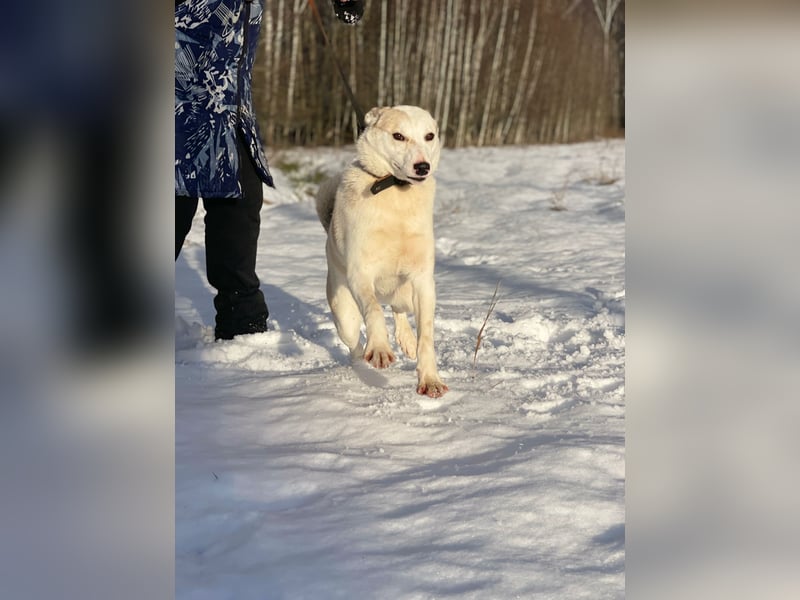 Mischling Jess aus Moskau: Hat Liebe und Energie zu verschenken