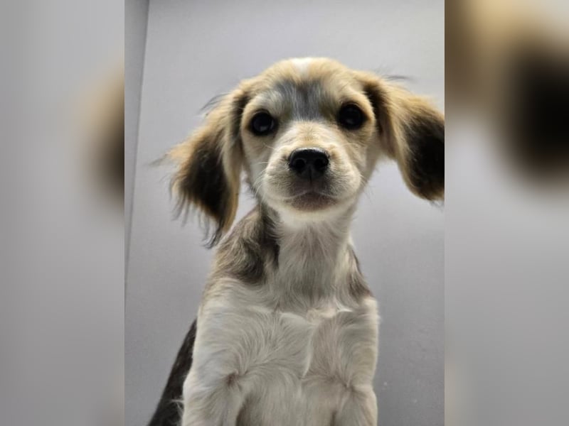 BILLY -  Kleines Herzchen auf der Suche nach Wärme 