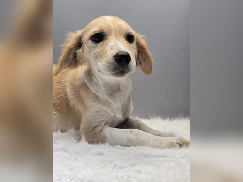 BETTY -  Kleines Herzchen auf der Suche nach Wärme 