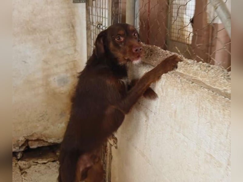 FUSSY- Der verschmuste Hundebub FUSSY- Der verschmuste Hundebub