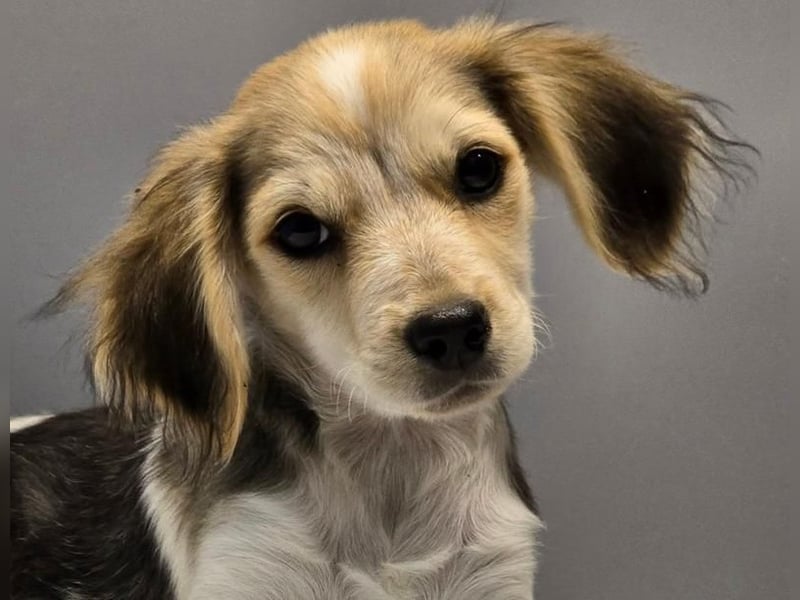 BILLY -  Kleines Herzchen auf der Suche nach Wärme 