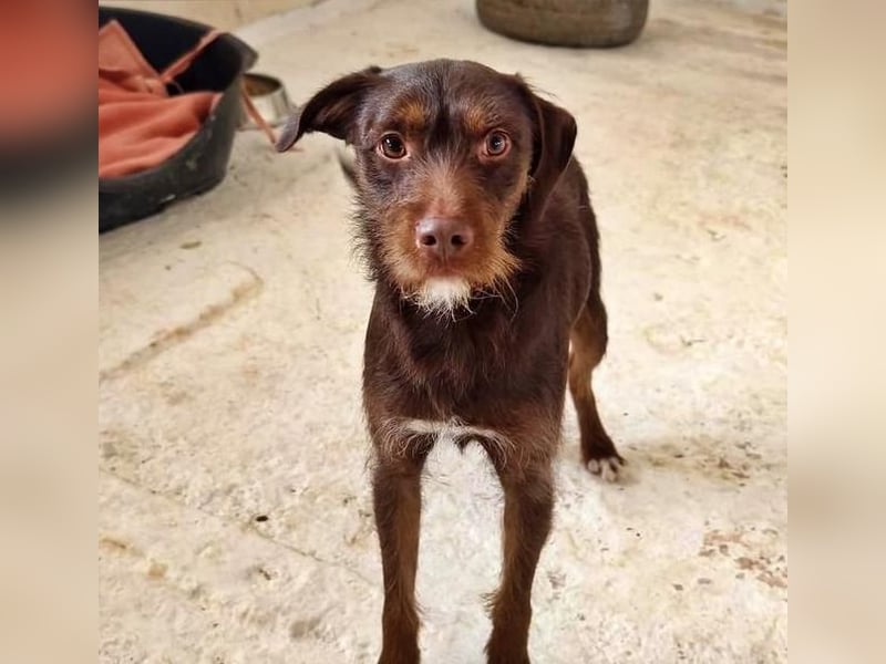 FUSSY- Der verschmuste Hundebub FUSSY- Der verschmuste Hundebub