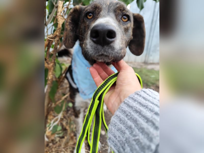 LEON der feine Hundejunge