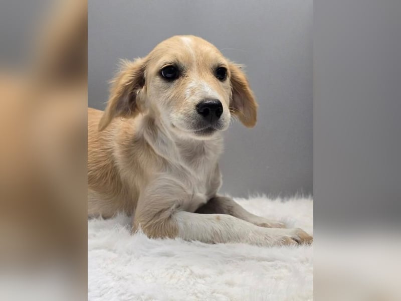BETTY -  Kleines Herzchen auf der Suche nach Wärme 