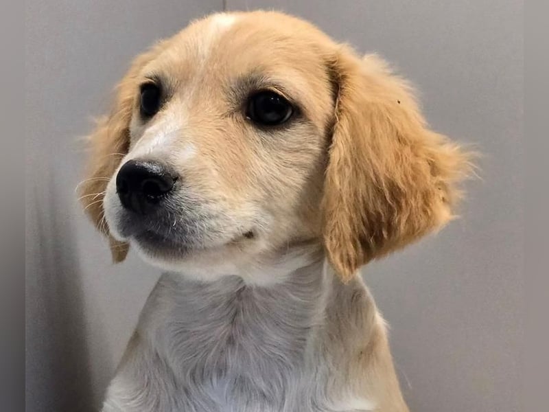 BETTY -  Kleines Herzchen auf der Suche nach Wärme 