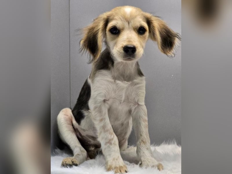 BILLY -  Kleines Herzchen auf der Suche nach Wärme 