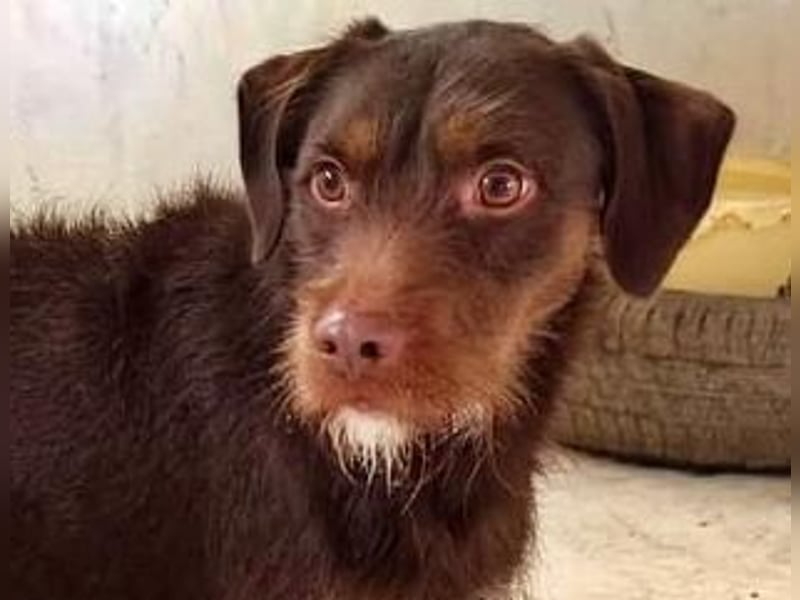 FUSSY- Der verschmuste Hundebub FUSSY- Der verschmuste Hundebub