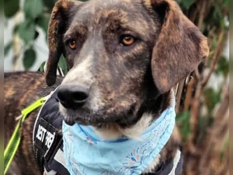 LEON der feine Hundejunge