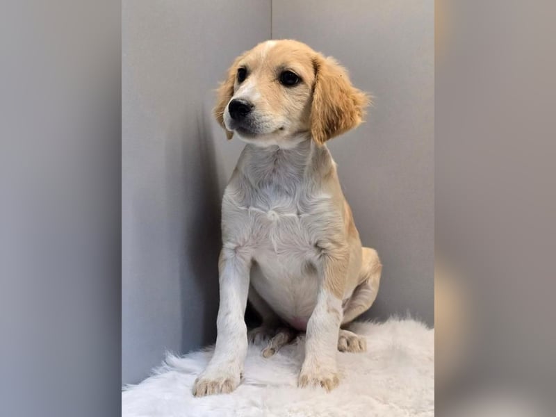 BETTY -  Kleines Herzchen auf der Suche nach Wärme 