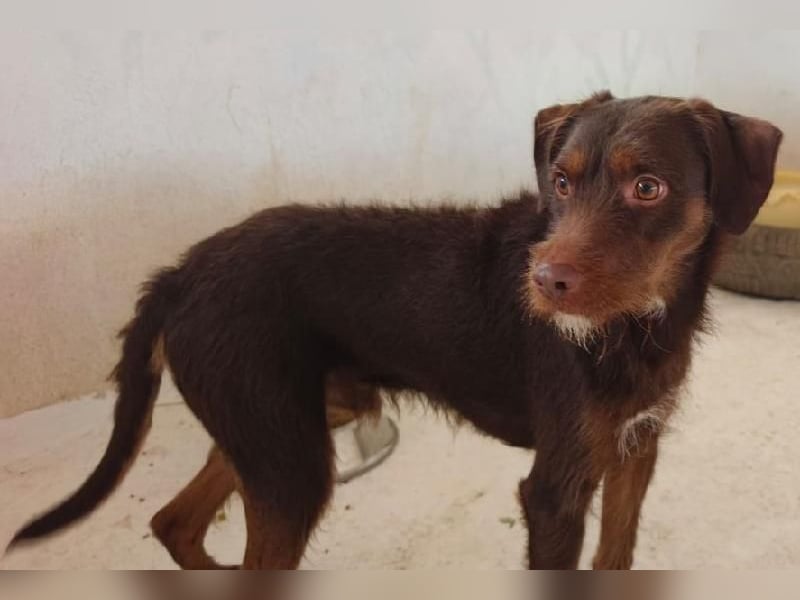 FUSSY- Der verschmuste Hundebub FUSSY- Der verschmuste Hundebub