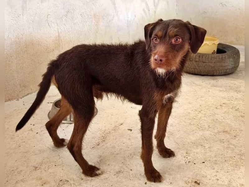 FUSSY- Der verschmuste Hundebub FUSSY- Der verschmuste Hundebub