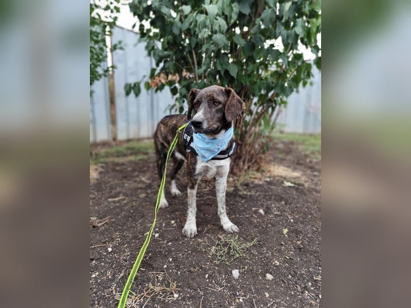 LEON der feine Hundejunge