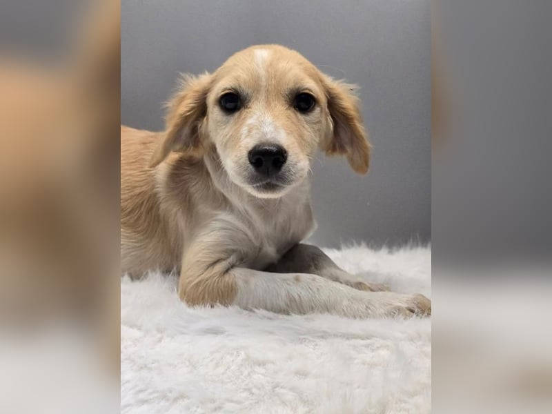 BETTY -  Kleines Herzchen auf der Suche nach Wärme 