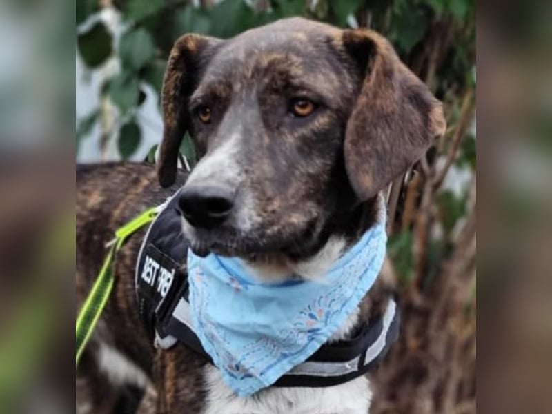 LEON der feine Hundejunge