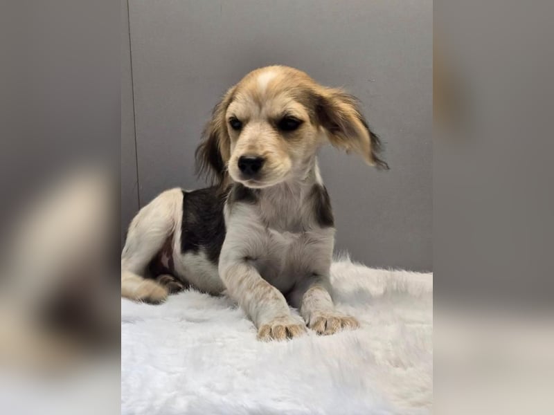 BILLY -  Kleines Herzchen auf der Suche nach Wärme 