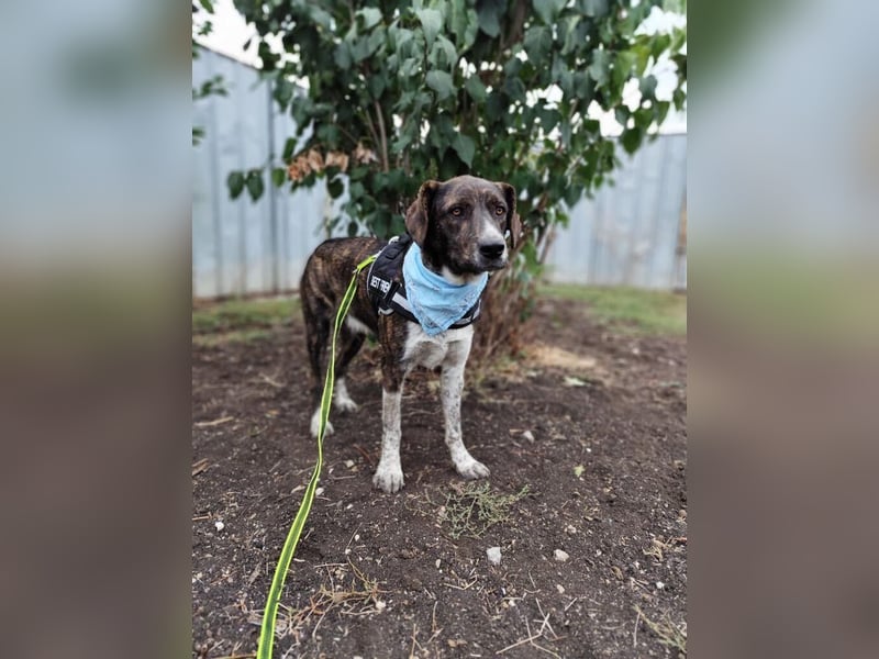 LEON der feine Hundejunge