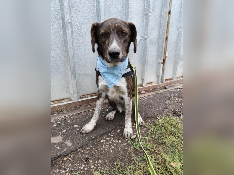 LEON der feine Hundejunge