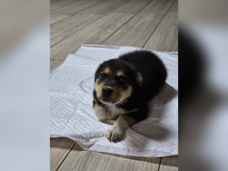 JENNY- ein tapferes Welpenmädchen sucht sein Glück!