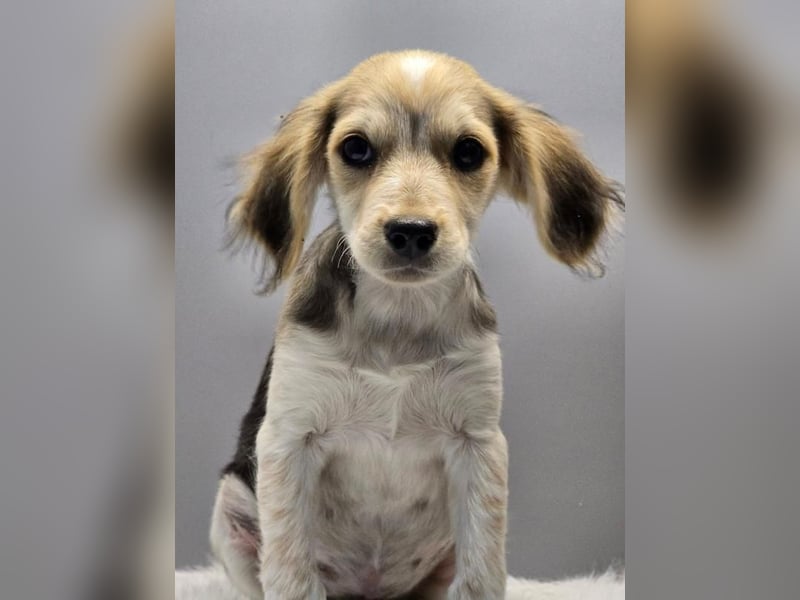 BILLY -  Kleines Herzchen auf der Suche nach Wärme 